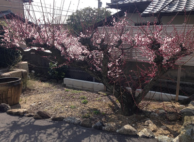 梅の花